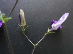 Brillantaisia lamium