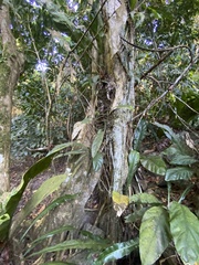 Ficus trigonata