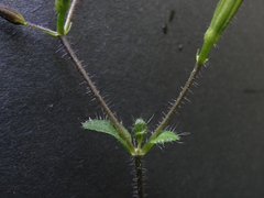 Brillantaisia lamium