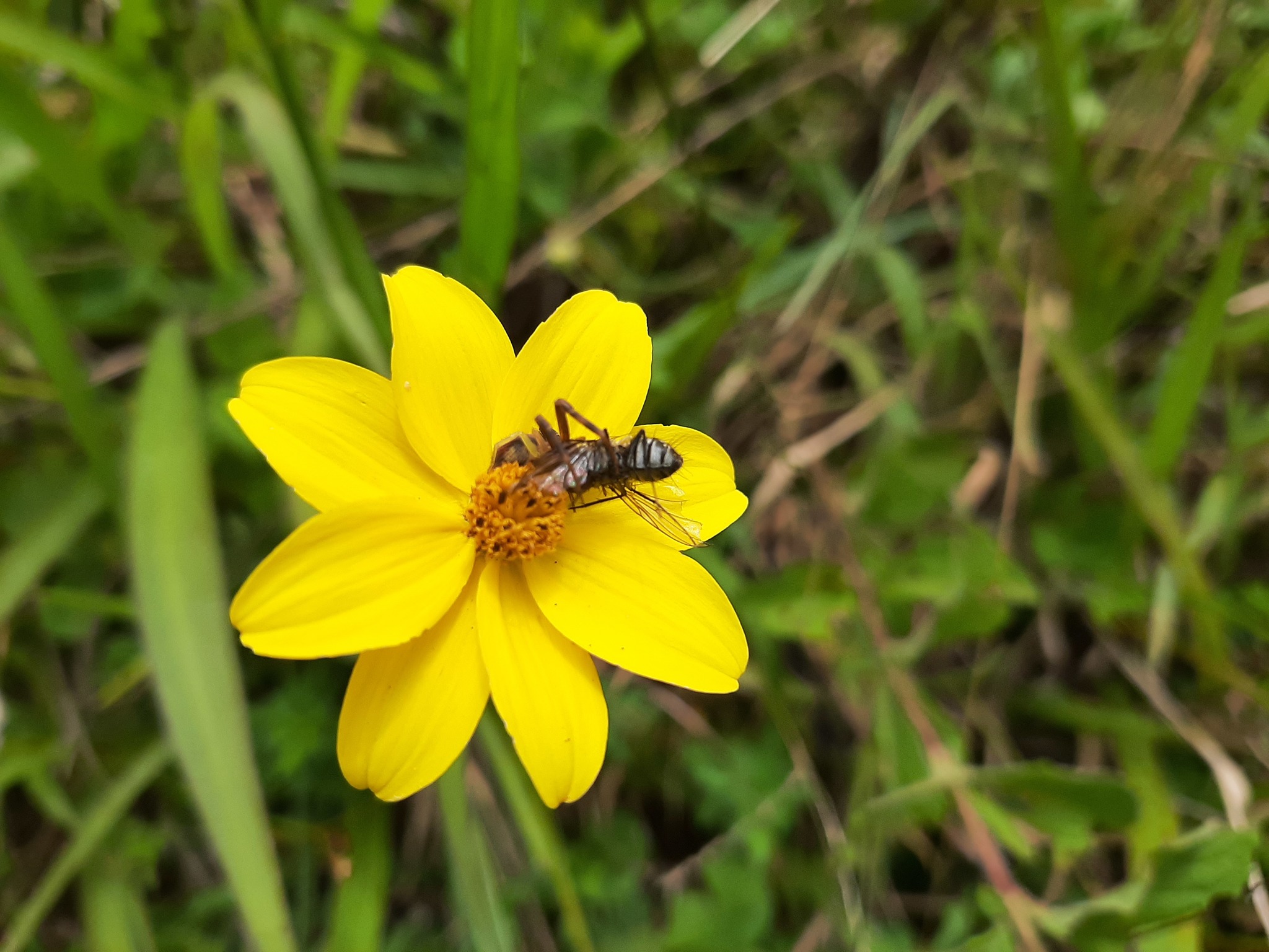 Bidens image