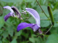 Brillantaisia lamium