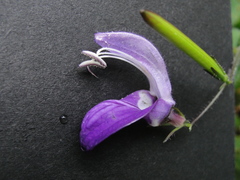 Brillantaisia lamium