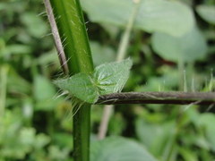 Brillantaisia lamium