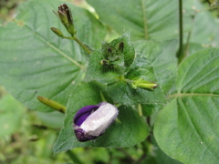 Brillantaisia lamium