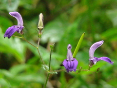 Brillantaisia lamium