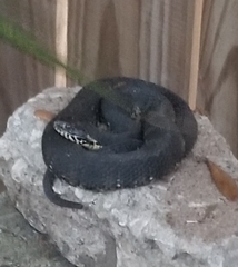 Nerodia fasciata