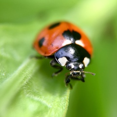 Coccinella septempunctata
