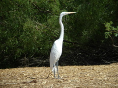 Ardea alba