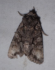 Dryobotodes monochroma