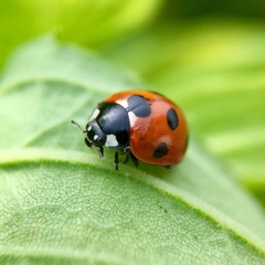 Coccinella septempunctata