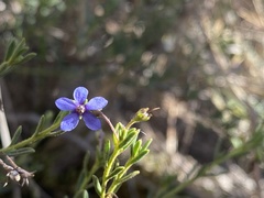 Halgania cyanea