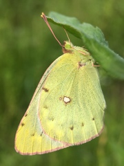 Colias poliographus