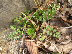 Potentilla supina