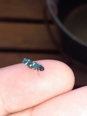 Ochrostacta physocephala