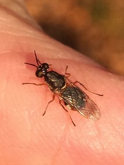 Euparyphus patagius