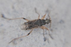 Neopamera costalis