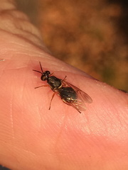 Euparyphus patagius