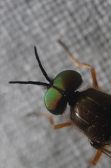 Euparyphus patagius