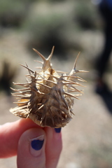 Datura wrightii