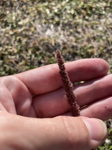 Gophertail lovegrass (Eragrostis ciliaris)
