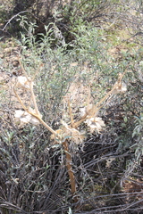 Datura wrightii
