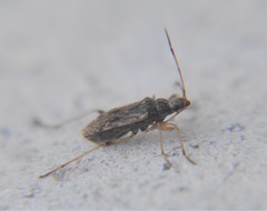 Neopamera costalis