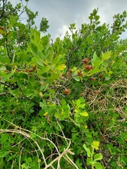Rhus aromatica pilosissima