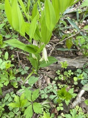 Uvularia floridana