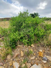 Rhus aromatica pilosissima