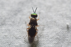Euparyphus patagius
