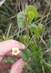 Wissadula glechomifolia