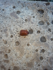 Scaptocoris castaneus