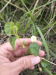 Wissadula glechomifolia
