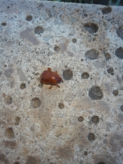 Scaptocoris castaneus