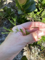 Hypericum fasciculatum