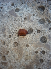 Scaptocoris castaneus