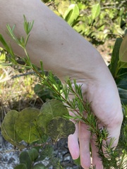 Hypericum fasciculatum