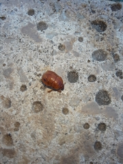 Scaptocoris castaneus