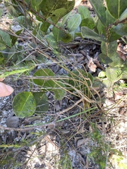 Hypericum fasciculatum