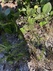Hypericum fasciculatum