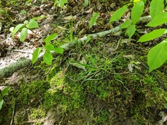 Carex communis communis