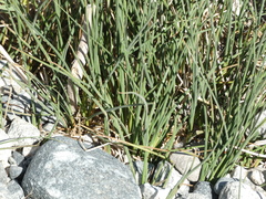 Juncus rugulosus