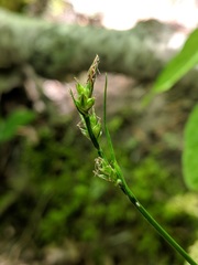Carex communis communis
