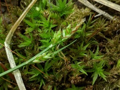 Carex communis communis