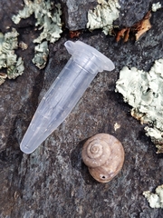 Sonorella bradshaveana
