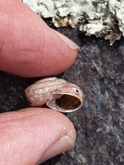Sonorella bradshaveana