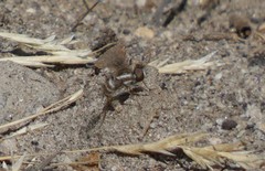 Aphoebantus transitus