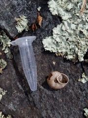 Sonorella bradshaveana