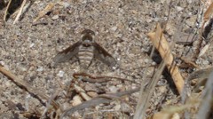 Aphoebantus transitus