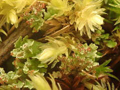 Cladonia strepsilis